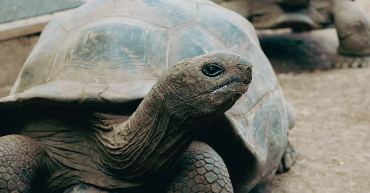 Nahaufnahme einer riesigen Schildkröte in ihrem natürlichen Lebensraum auf der Insel La Réunion.